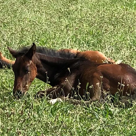 Vallucos * San Martín de Elines