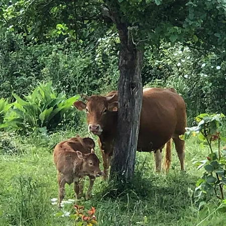Vallucos * San Martín de Elines