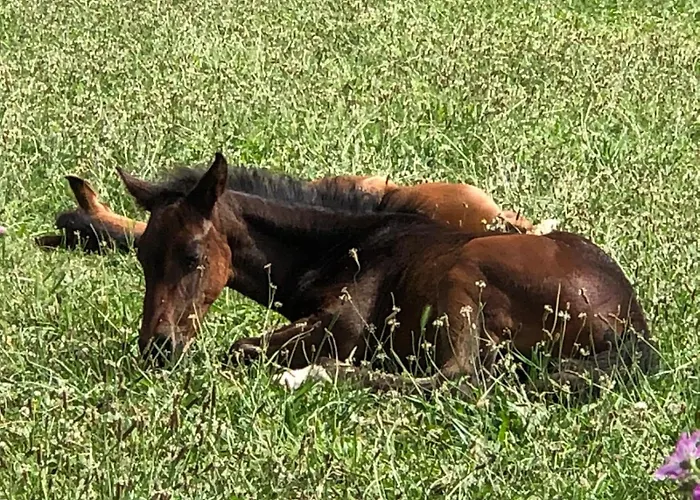 Vallucos * San Martín de Elines