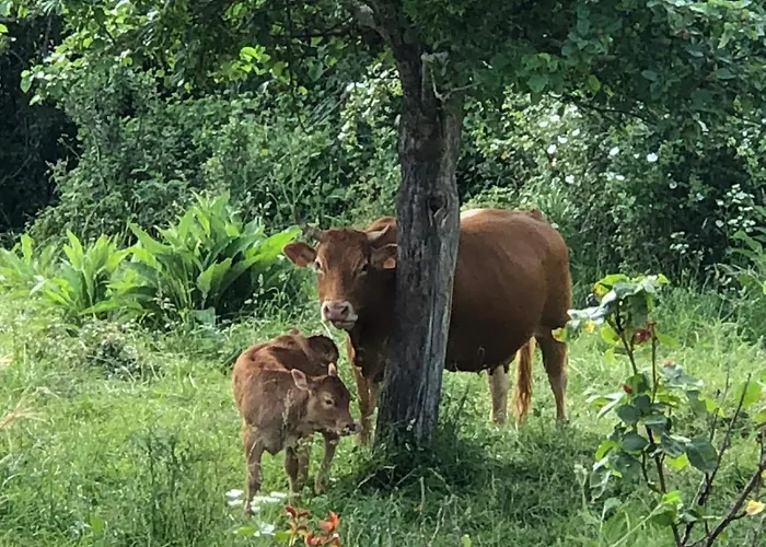 Vallucos * San Martín de Elines